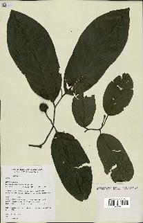 spécimen de Annona sp.