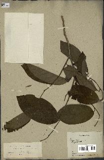 spécimen de Annona sp.
