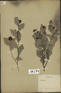 spécimen de Annona sp.