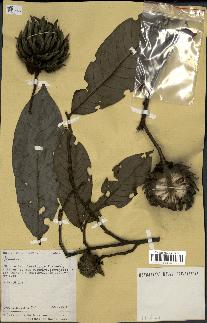 spécimen de Annona sp.