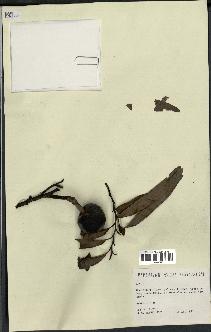 spécimen de Annona sp.