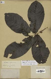 spécimen de Annona purpurea