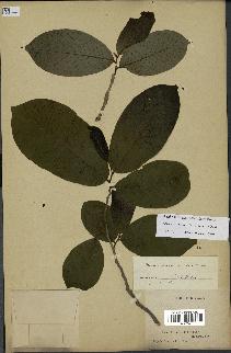 spécimen de Annona purpurea