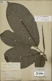 spécimen de Annona purpurea