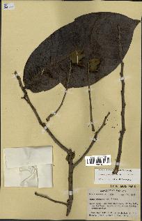spécimen de Annona purpurea