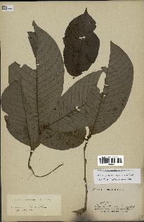 spécimen de Annona purpurea