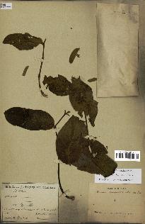spécimen de Annona purpurea