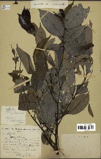 spécimen de Xylopia aethiopica