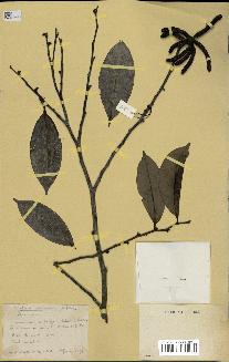 spécimen de Xylopia aethiopica