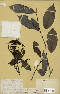 spécimen de Xylopia aethiopica