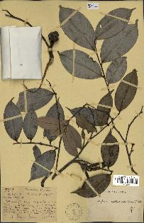 spécimen de Xylopia aethiopica