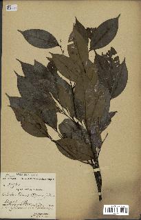 spécimen de Xylopia aethiopica