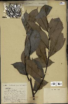 spécimen de Xylopia aethiopica
