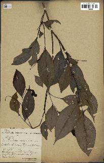 spécimen de Xylopia aethiopica