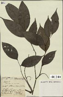 spécimen de Xylopia aethiopica