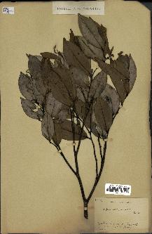 spécimen de Xylopia aethiopica