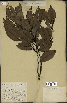 spécimen de Xylopia aethiopica