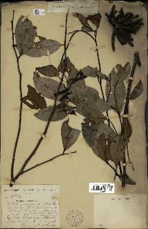 spécimen de Xylopia aethiopica
