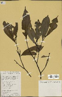 spécimen de Xylopia aethiopica