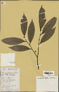 spécimen de Xylopia aethiopica