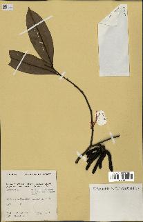 spécimen de Xylopia aethiopica