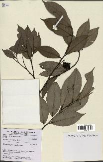 spécimen de Xylopia aethiopica