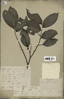 spécimen de Xylopia aethiopica