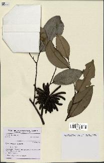 spécimen de Xylopia aethiopica