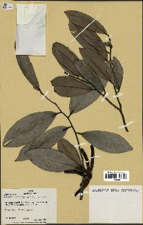 spécimen de Xylopia aethiopica