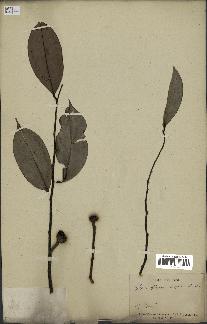 spécimen de Xylopia aethiopica