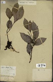 spécimen de Xylopia aethiopica