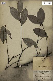 spécimen de Xylopia aethiopica