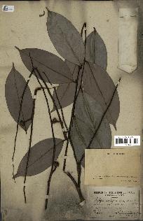 spécimen de Xylopia aethiopica