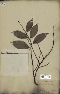 spécimen de Xylopia aethiopica