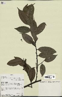 spécimen de Xylopia aethiopica