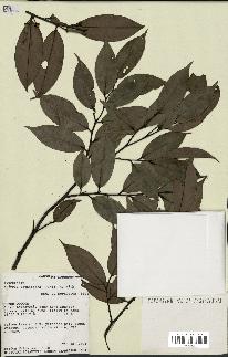 spécimen de Xylopia aethiopica