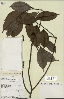 spécimen de Xylopia aethiopica