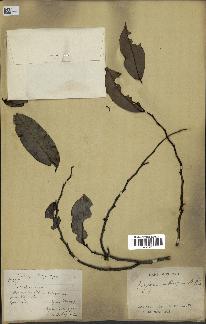 spécimen de Xylopia aethiopica