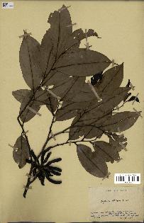 spécimen de Xylopia aethiopica