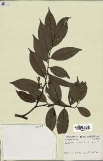 spécimen de Xylopia aethiopica