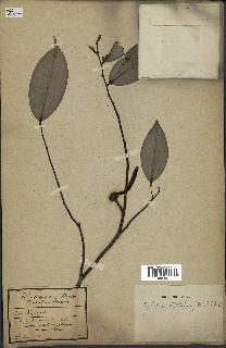 spécimen de Xylopia aethiopica