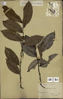 spécimen de Xylopia aethiopica