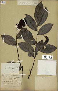 spécimen de Xylopia aethiopica