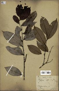 spécimen de Xylopia aethiopica