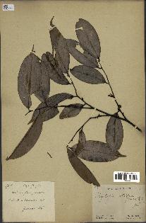 spécimen de Xylopia aethiopica