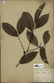 spécimen de Xylopia aethiopica