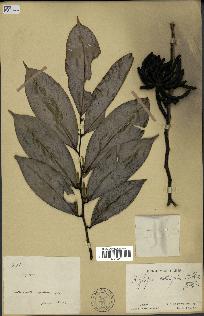 spécimen de Xylopia aethiopica