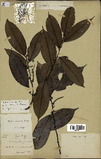 spécimen de Xylopia aethiopica