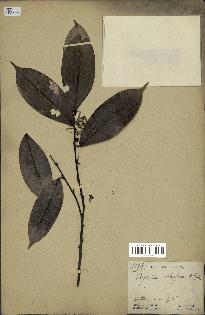 spécimen de Xylopia aethiopica
