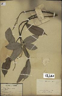 spécimen de Xylopia aethiopica